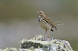 Meadow Pipit